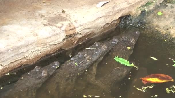 Baby Nile Crocodilo Ensolarando Semi Submerso — Vídeo de Stock