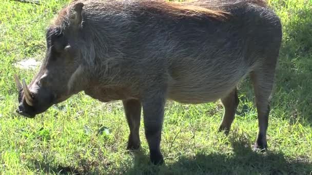 Warthog Broute Sur Les Prairies — Video