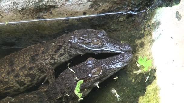 Baby Nile Crocodile Sunning Sendiri Setengah Tenggelam — Stok Video