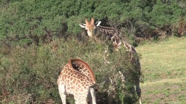 Par Giraffer Betar Från Trädtopp Savannen — Stockvideo