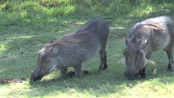 Une Paire Phacochères Paissent Dans Les Prairies — Video