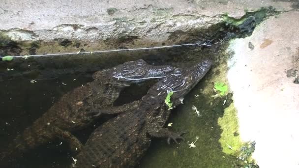 Krokodýl Malý Opaluje Napůl Ponořený — Stock video
