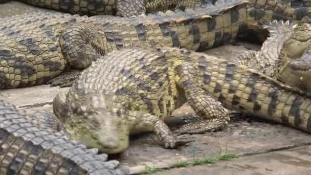 Grupa Krokodyli Nilu Same Słońca — Wideo stockowe