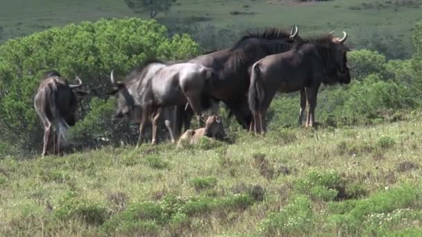 Herd Wildebeests Graze Grassland — Stock Video