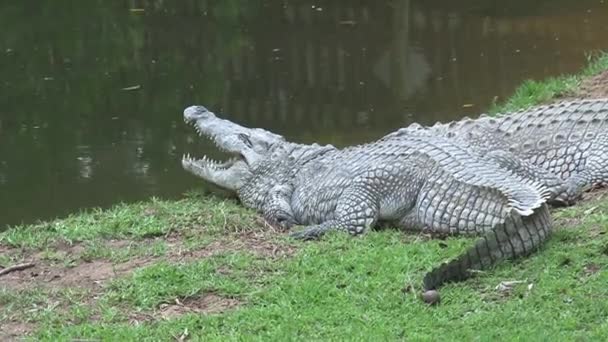 Νείλος Crocodiles Ήλιο Ίδιοι Στην Άκρη Του Νερού — Αρχείο Βίντεο