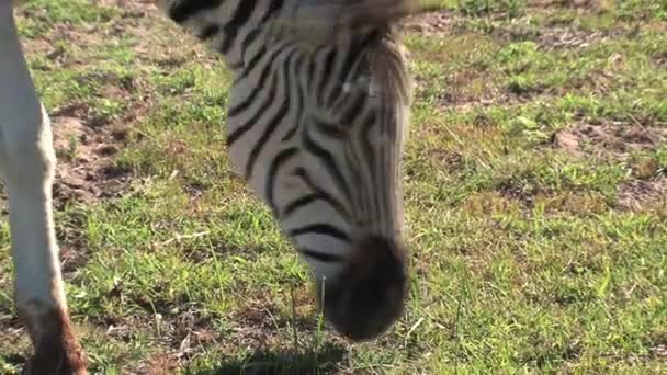 Gros Plan Zèbre Broutant Sur Savane — Video