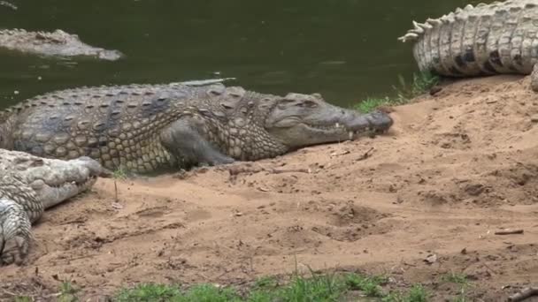 Nijlkrokodillen Komen Uit Het Water — Stockvideo