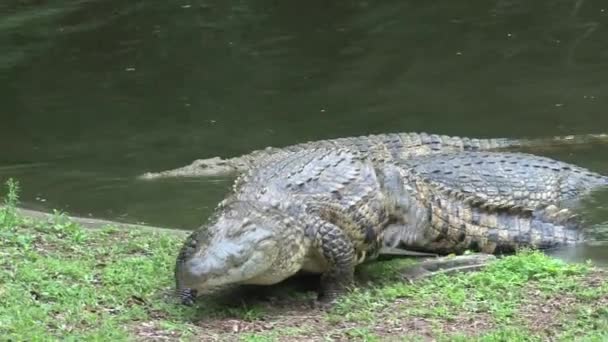 Nijlkrokodillen Zonnen Aan Waterkant — Stockvideo