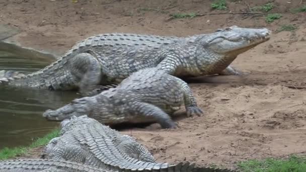 Krokodyle Nilu Wsuwają Się Wody — Wideo stockowe