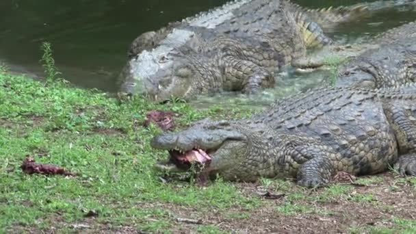 Nile Crocodiles Fed Chunks Meat Water Edge — Stock Video