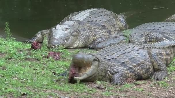 Nile Crocodiles Eat Chunks Meat Water Edge — Stock Video