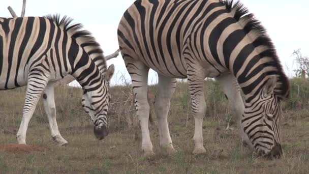 Pair Zebras Grazing Savanna — Stock Video