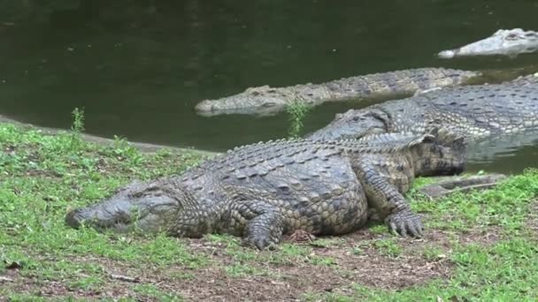 Crocodiles du Nil soleil eux-mêmes au bord de l'eau