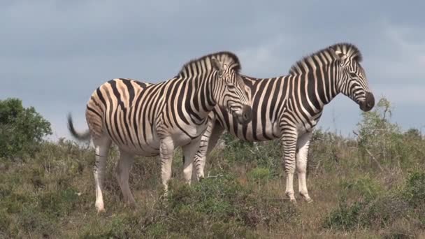 Pair Zebras Standing Savanna — Stock Video