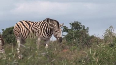 Bir çift zebra bozkırda otluyor.