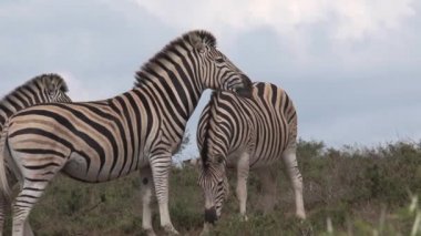 Zebra sürüsü bozkırda otluyor.