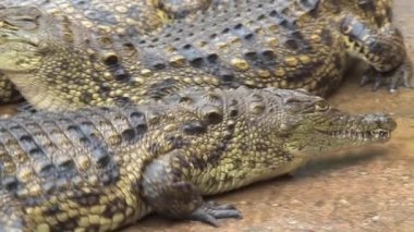 Genç Nil Timsahları kendilerini çamurda güneşlendiriyorlar.