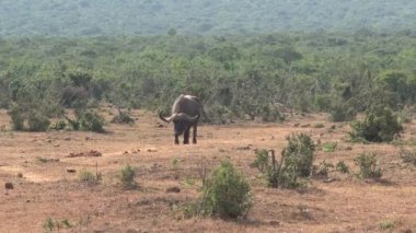 Yalnız Afrika Bizonu bozkırda yürüyor