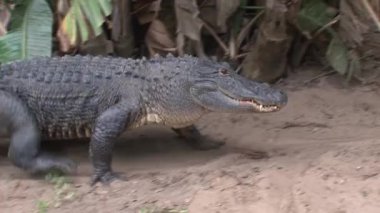 Nil Timsahı çamurun içinde güneşleniyor.