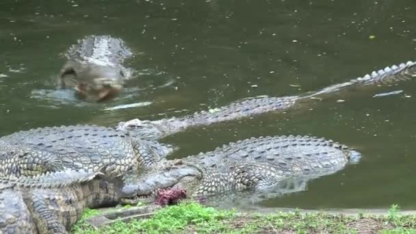 Nile Crocodiles Eat Chunks Meat Water Edge — Stock Video