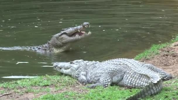 Nilkrokodile Fressen Fleischstücke Wasserrand — Stockvideo