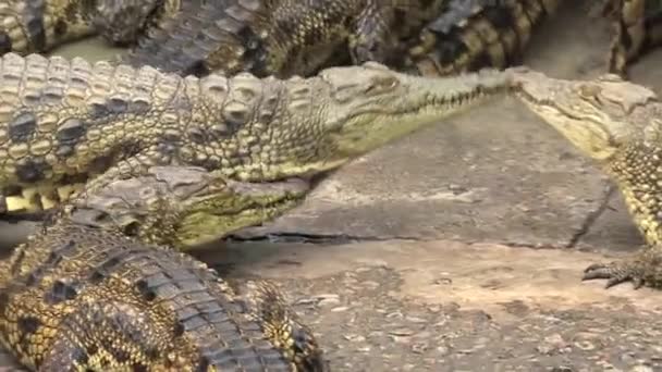 Crocodiles du Nil soleil eux-mêmes dans la saleté