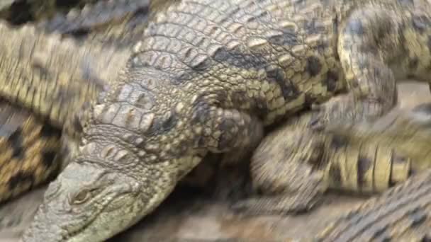 Nile Crocodiles Enter Water — Stock Video