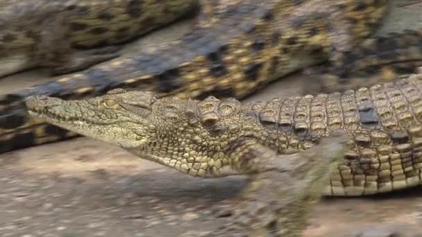 Cocodrilos Jóvenes Del Nilo Tomando Sol Tierra — Vídeos de Stock