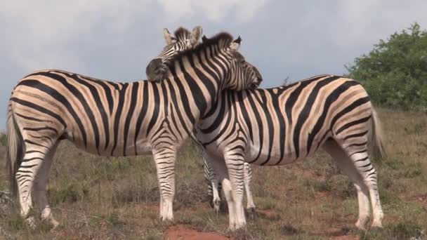 Pair Zebras Hugging Savanna — Stock Video