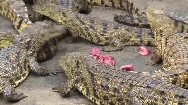 Jonge Nijlkrokodillen Die Stukjes Vlees Eten — Stockvideo