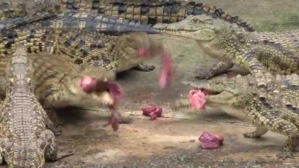 Young Nile Crocodiles Eating Chunks Meat — Stock Video