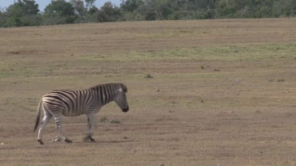 Zebras Hjord Går Savannen — Stockvideo