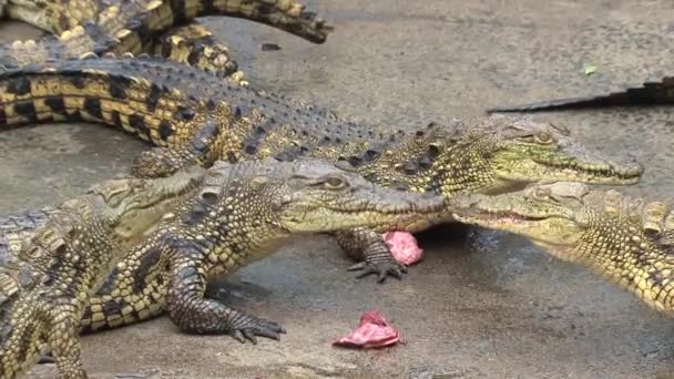 Jeunes crocodiles du Nil mangeant des morceaux de viande