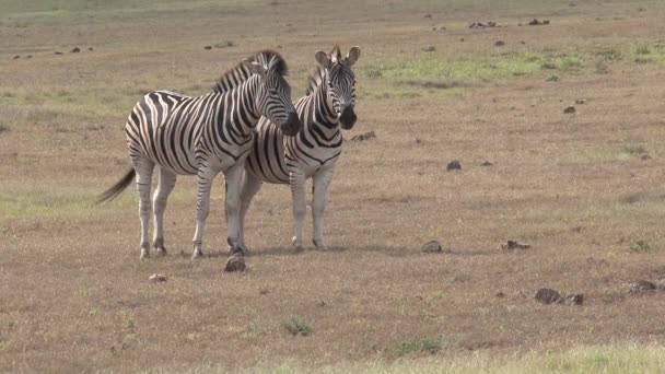 Zebrapaar Steht Auf Der Savanne — Stockvideo