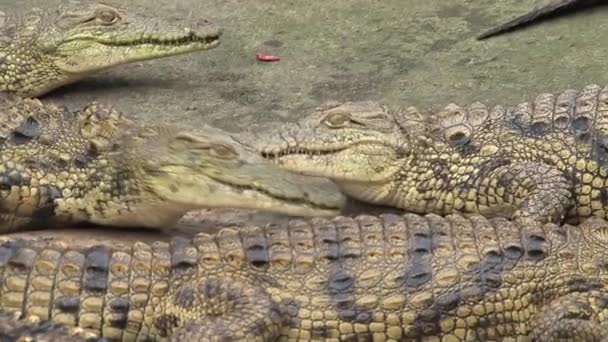 年轻的尼罗河鳄鱼在泥土中晒太阳 — 图库视频影像