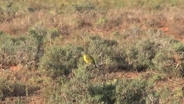 Gelber Kanarienvogel Steht Auf Der Wiese — Stockvideo