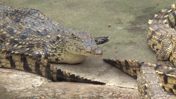 Young Nile Crocodiles Sunning Themselves Dirt — Stock Video