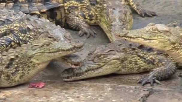 Jeunes crocodiles du Nil mangeant des morceaux de viande