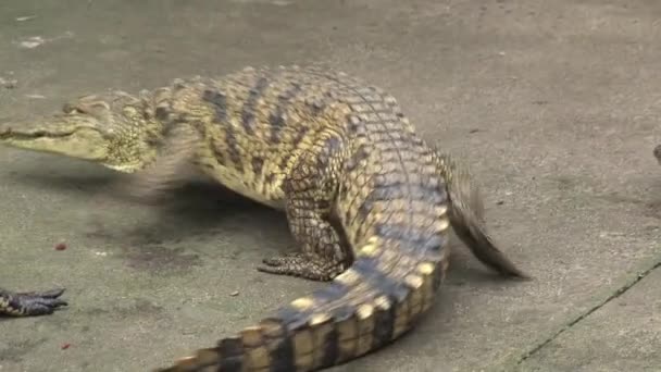 Cocodrilos Jóvenes Del Nilo Tomando Sol Tierra — Vídeos de Stock