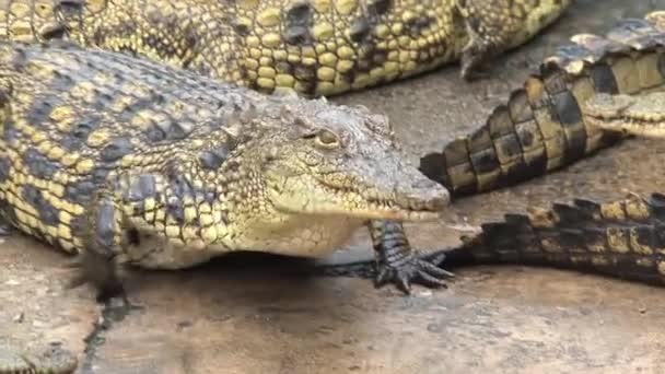 Les jeunes crocodiles du Nil s'ensoleillent dans la saleté