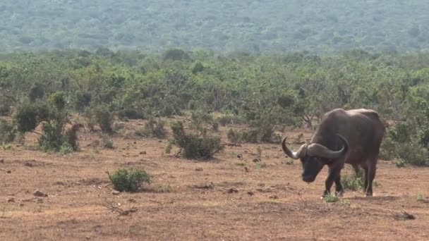 Único Buffalo Africano Andando Savana — Vídeo de Stock