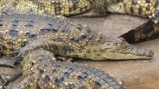 Молодые Крокодилы Нила Загорают Грязи — стоковое видео