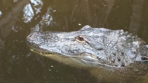 Jeune crocodile du Nil à moitié immergé dans l'eau