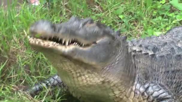 Le jeune crocodile du Nil mange un morceau de viande