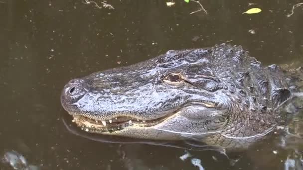 Jeune crocodile du Nil à moitié immergé dans l'eau