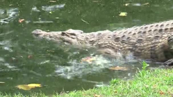 Krokodýl Plovoucí Napůl Ponořený Vodě — Stock video
