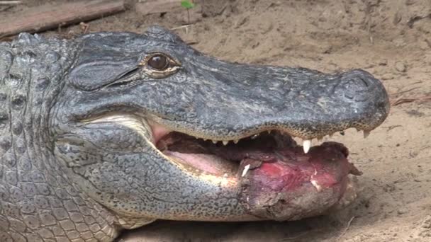 Crocodile du Nil mangeant ses proies