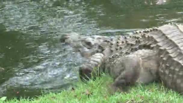 尼罗河鳄鱼半淹没在水里游泳 — 图库视频影像