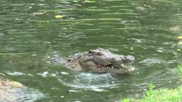 Nile Crocodiles Eating Chunks Meat Water — Stock Video