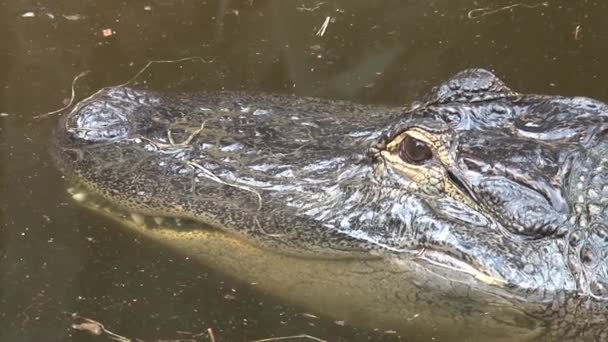 Crocodile du Nil à moitié immergé dans l'eau